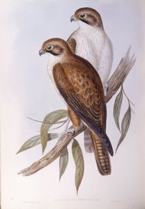 Falco bruno (Falco berigora occidentalis), Incisione di John Gould da John Gould