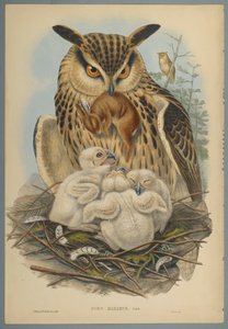 Gufo reale da John Gould