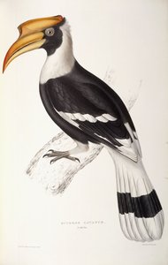 Buceros Cavatus da John Gould