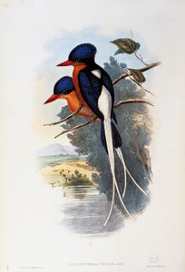 Martin pescatore del paradiso dal petto fulvo (Tanysiptera sylvia)