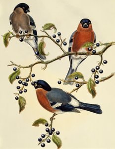 Ciuffolotto (Pyrrhula pyrrhula), incisione di John Gould (1804-1881), Regno Unito