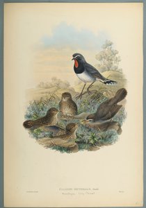 Calliope pettorosa da John Gould