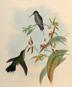 Campylopterus latipennis = Campylopterus largipennis da John Gould