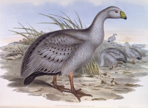 Oca di Capo Barren (incisione di John Gould) da John Gould