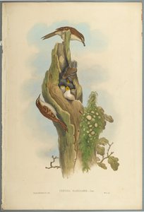 Certhia Familiaris - Rampichino da John Gould