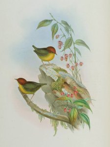 Cettia castaneocoronata
