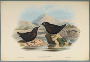 Merlo acquaiolo di Pallas da John Gould