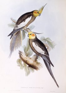 Calopsitta (Nymphicus hollandicus), Incisione di John Gould da John Gould