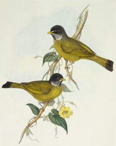 Beccofrusone collare (Spizixos semitorques), incisione di John Gould da John Gould
