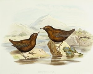 Sparviero collare (Accipiter cirrocephalus), Incisione di John Gould da John Gould