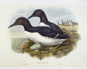 Uria comune (Uria aalge), incisione di John Gould, William Hart, H C Richter da John Gould