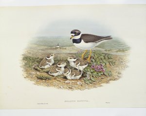 Piviere comune (Charadrius hiaticula), illustrazione da John Gould