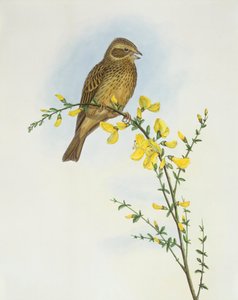 Strillozzo (Miliaria o Emberiza calandra), Incisione di John Gould da John Gould
