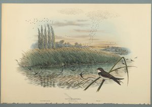 Cotyle Riparia da John Gould