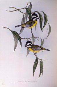 Tit tiranno crestato (incisione di John Gould)