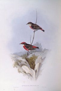 Epthianura tricolore (Epthianura tricolour), Incisione di John Gould da John Gould