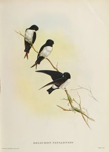 Delichon nipalensis, da 
