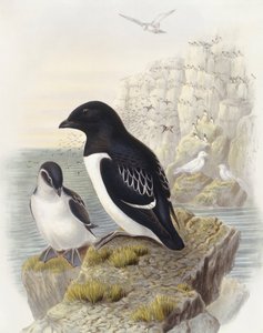 Pulcinella di mare (Alle alle), Incisione di John Gould da John Gould