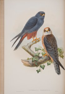 Erythropus Vespertinus, da The Birds of Great Britain di John Gould da John Gould