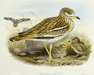 Occhione eurasiatico (incisione di John Gould) da John Gould