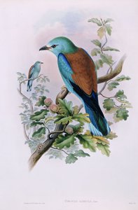 Ghiandaia marina europea; Coracias Garrula