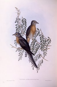 Cuculo ventaglio (Cacomantis flabelliformis), Incisione di John Gould