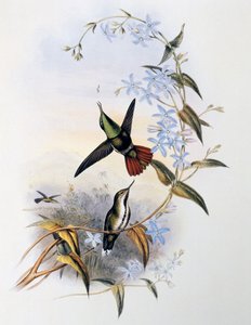 Colibrì coda di fuoco (Avocettula recurvirostris) da John Gould