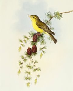 Pigliamosche (Ficedula hypolaris), incisione di John Gould