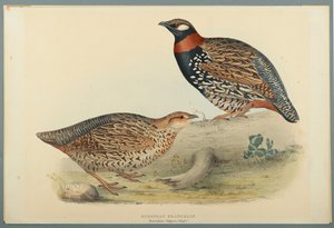 Francolino comune da John Gould