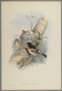 Fringilla Montifringilla - Peppola