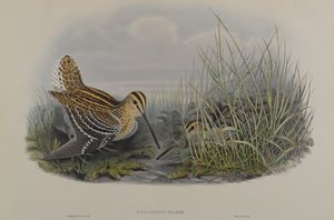 Gallinago Major - Beccaccino maggiore