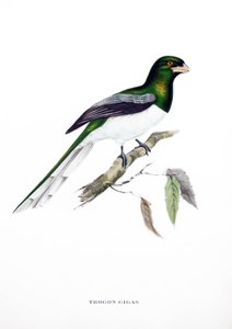 Trogone Gigante, uccello dell