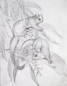 Possum plananti da John Gould