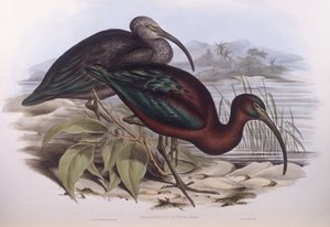 Ibis lucente (Plegadis falcinellus), incisione di John Gould da John Gould