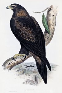 Aquila reale (Aquila chrysaetos), litografia da Birds of Australia and Great Britain di John Gould (1804-1881), Regno Unito da John Gould