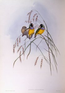 Diamante di Gould (Chloebia o Erythrura gouldiae), incisione di John Gould da John Gould