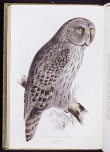 Grande Gufo Cinereo, da "Gli Uccelli della Gran Bretagna", pubblicato a Londra, 1862-73 da John Gould