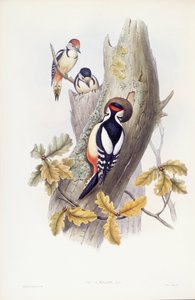 Picchio rosso maggiore (Dendrocopos major), Incisione di John Gould da John Gould