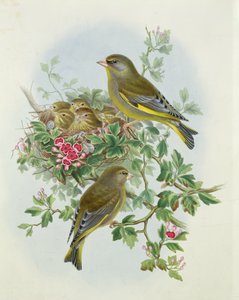 Verdone, 1873