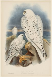  da John Gould