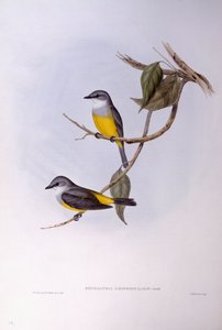 Pettirosso dal petto grigio (Eopsaltria griseogularis), incisione di John Gould