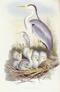 Airone cenerino (Ardea cinerea), incisione di John Gould da John Gould