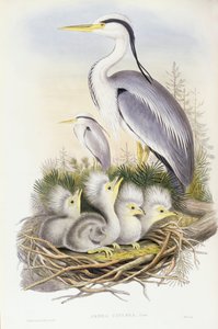 Airone cenerino (Ardea cinerea), incisione di John Gould da John Gould