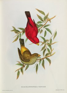 Haematospiza Sipahi, illustrazione da 