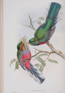 Hapaloderma narina, tavola da The Birds of Great Britain di John Gould, pubblicato 1862-73 da John Gould