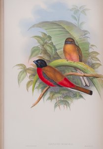 Harpactes duvauceli, tavola da The Birds of Great Britain di John Gould, pubblicato 1862-73 da John Gould