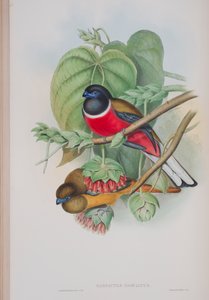 Harpactes fasciatus, tavola da The Birds of Great Britain di John Gould, pubblicato 1862-73 da John Gould