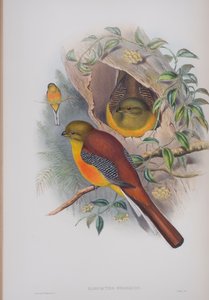 Harpactes oreskios, tavola da The Birds of Great Britain di John Gould, pubblicato 1862-73 da John Gould