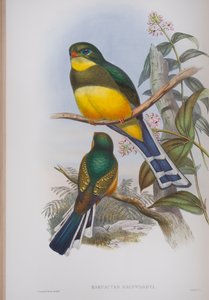 Harpactes reinwardti, tavola da The Birds of Great Britain di John Gould, pubblicato 1862-73