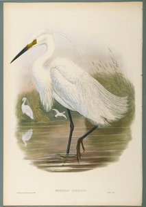 Garzetta da John Gould